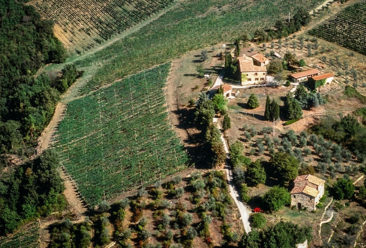 Il podere di Pruneto visto dall'alto, tra vigne, olivi e boschi