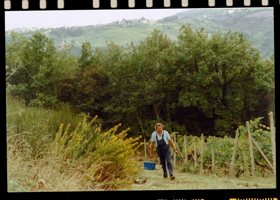 Vendemmia a Pruneto