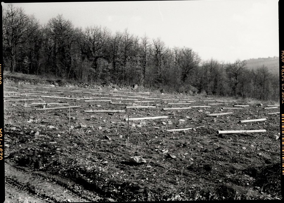 Il campo appena preparato per la vigna
