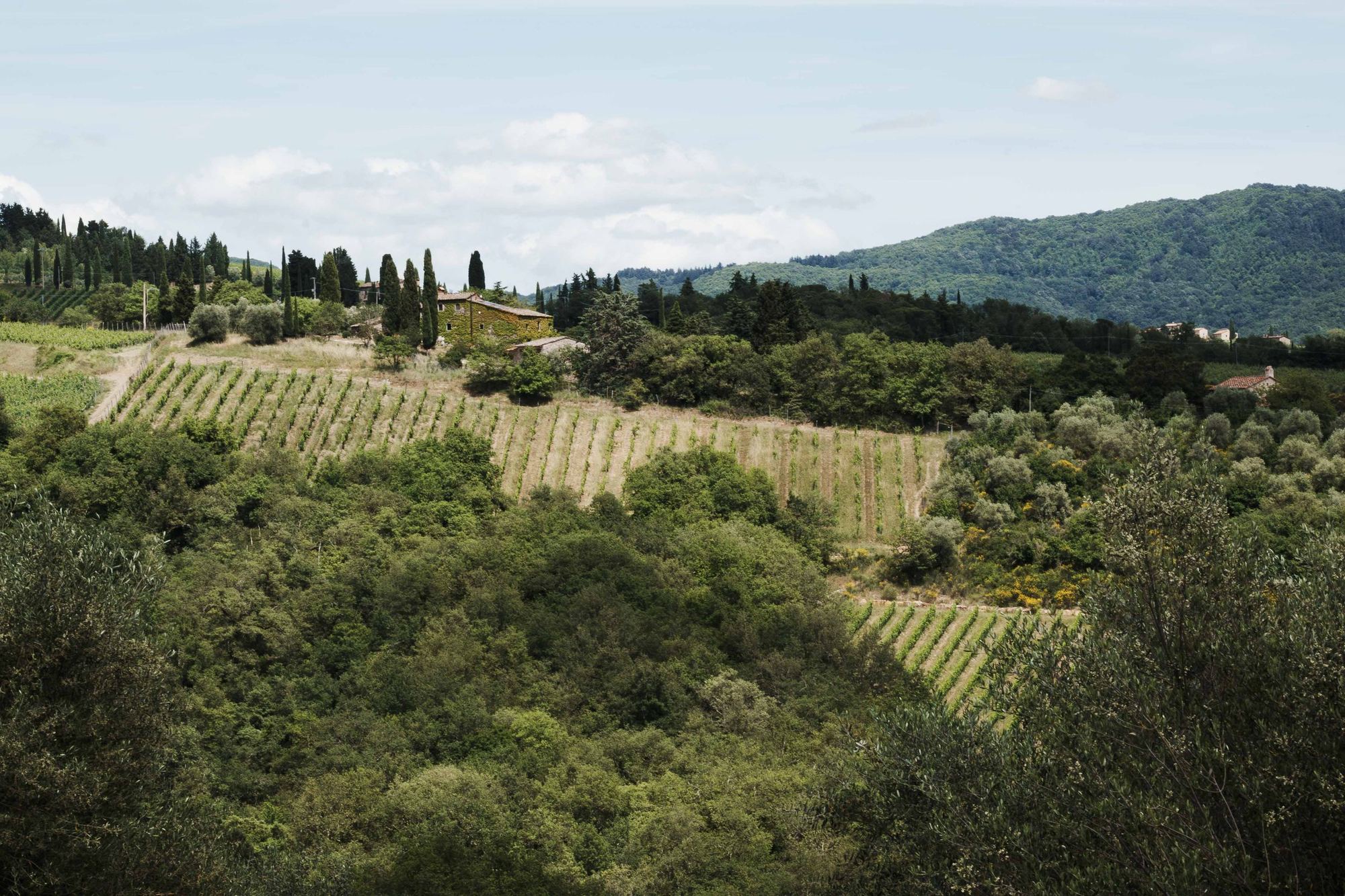 Le vigne di Pruneto tra i boschi