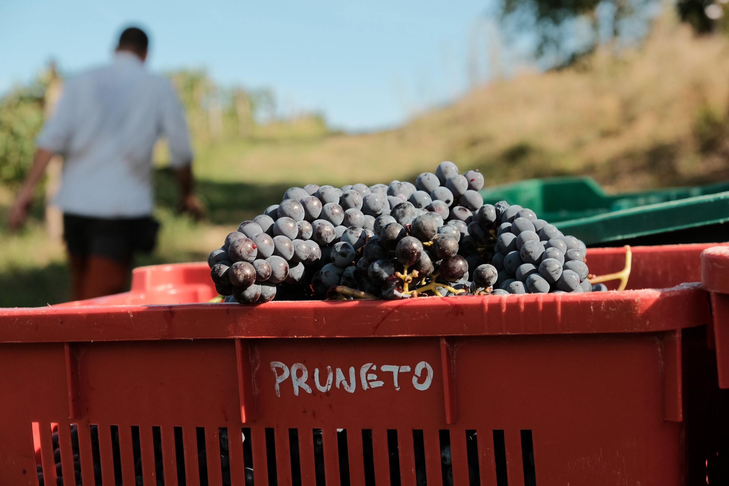Grappoli appena raccolti in una cassetta Pruneto