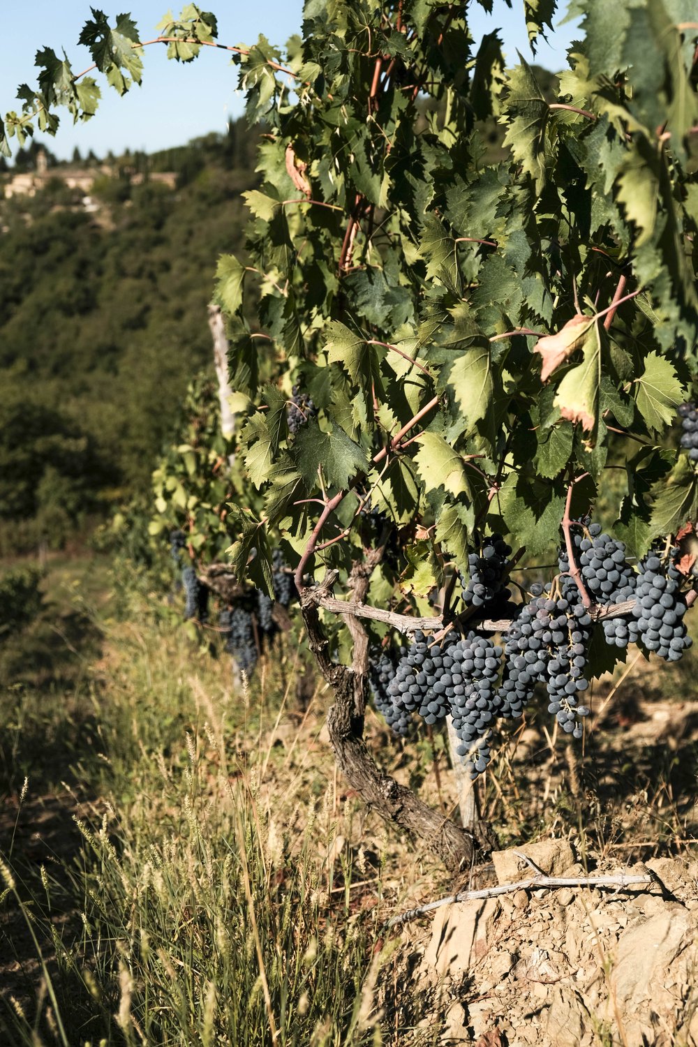 Vigna Carbonaione — Pruneto