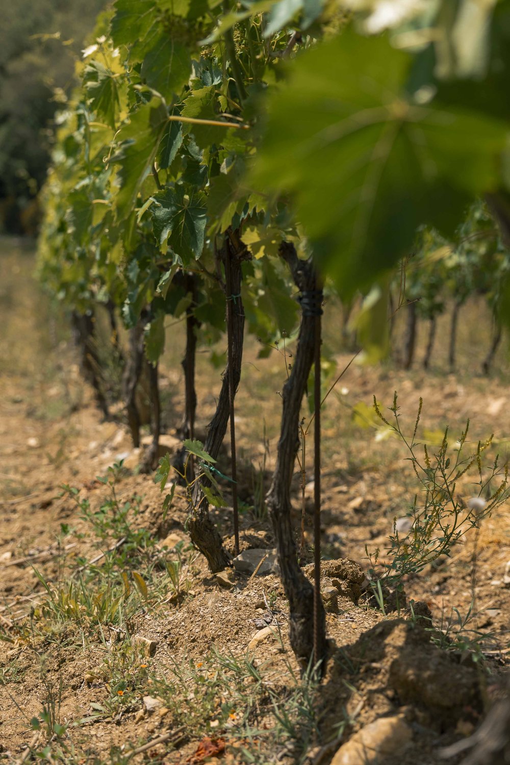 Vigna Nuova — Pruneto