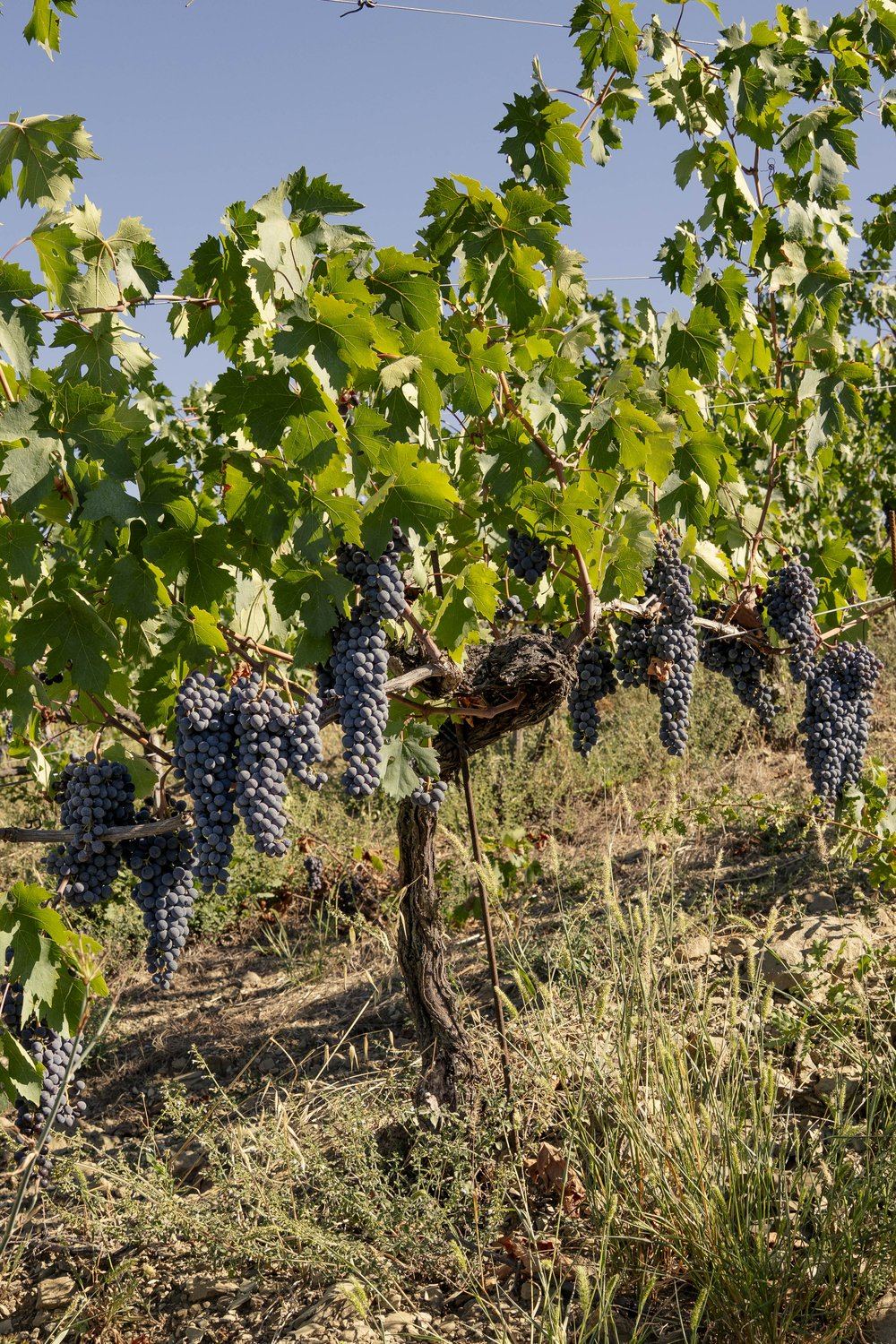 Vigna Petriccio — Pruneto