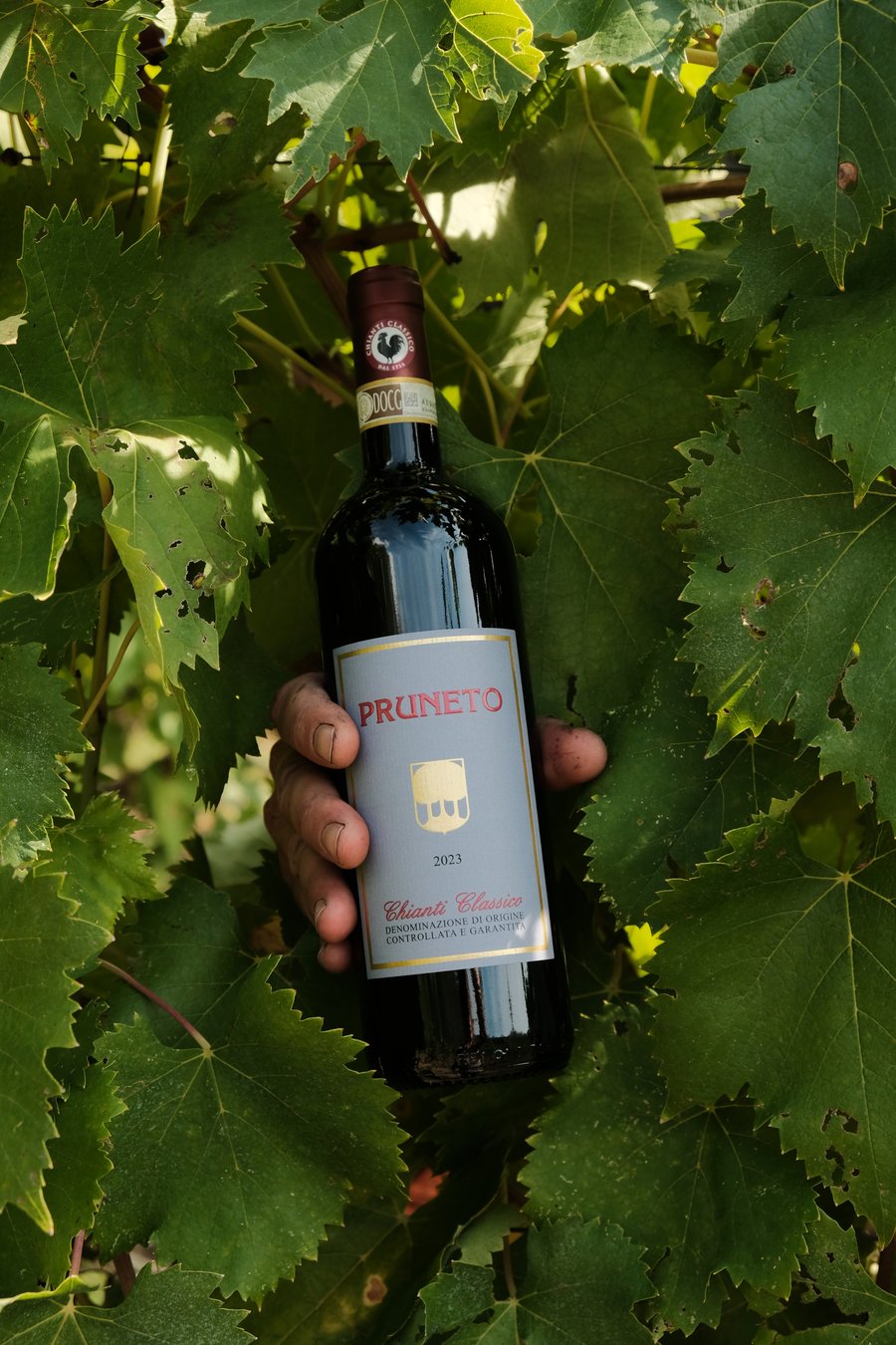 Pruneto Chianti Classico Riserva DOCG — Pruneto