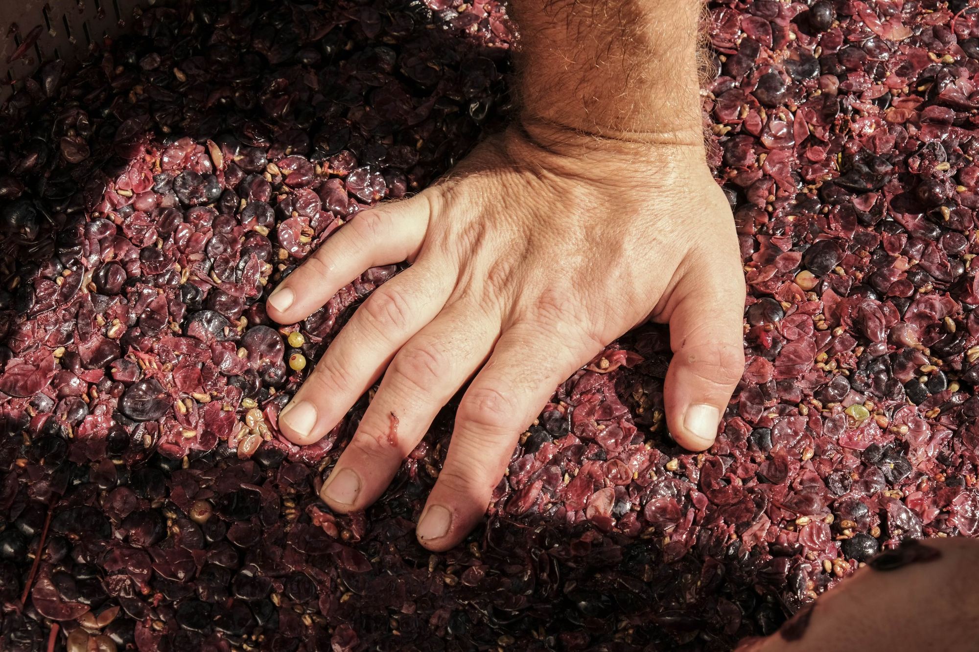 Una mano affonda nelle vinacce